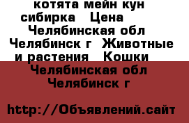 котята мейн-кун  сибирка › Цена ­ 999 - Челябинская обл., Челябинск г. Животные и растения » Кошки   . Челябинская обл.,Челябинск г.